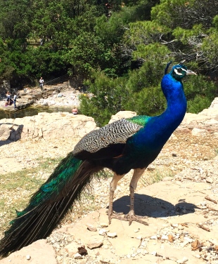 On the Island of Lokrum, peacocks (thousands of them) rule
